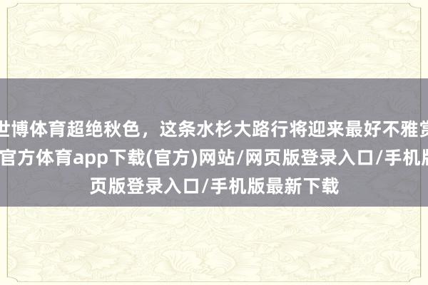 世博體育超絕秋色，這條水杉大路行將迎來最好不雅賞期...-世博官方體育app下載(官方)網站/網頁版登錄入口/手機版最新下載